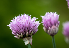 Allium