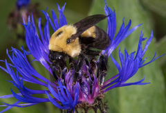 Bombus griseocollis