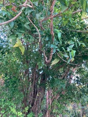 Thouinia paucidentata