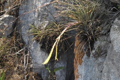 Tillandsia beutelspacheri