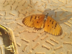 Acraea terpsicore