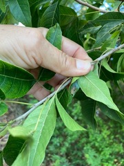 Thouinia paucidentata