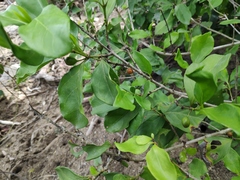 Cyclophyllum barbatum