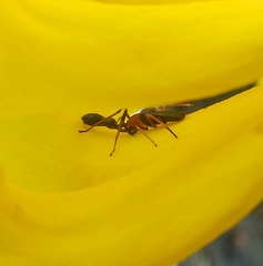 Myrmarachne melanocephala