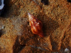 Nodopelagia brazieri