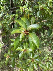 Perrottetia sandwicensis