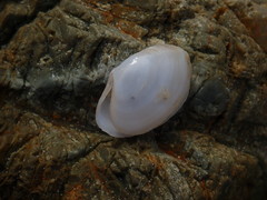 Mactrotoma antecedens