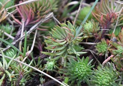 Petrosedum forsterianum