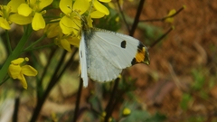 Anthocharis scolymus