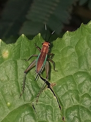 Phylloscyrtus