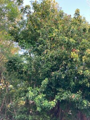 Thouinia paucidentata