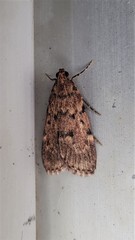 Mimaglossa nauplialis