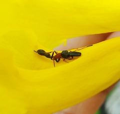 Myrmarachne melanocephala