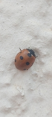 Coccinella septempunctata