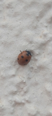 Coccinella septempunctata