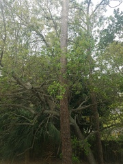 Pinus elliottii densa