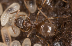 Lasius