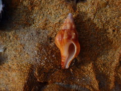 Nodopelagia brazieri