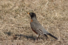 Turdus migratorius