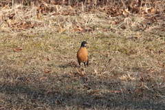 Turdus migratorius