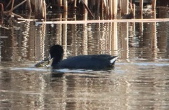 Fulica americana
