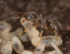 Lasius