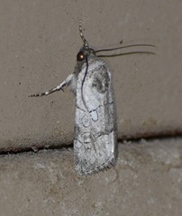 Sympistis sectilis