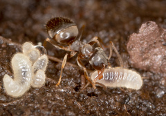 Lasius