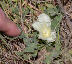Calystegia subacaulis subacaulis
