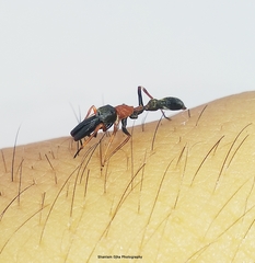 Myrmarachne melanocephala
