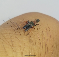 Myrmarachne melanocephala