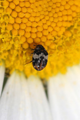 Anthrenus pimpinellae