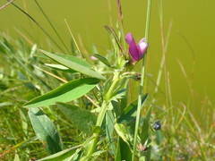Vicia bithynica