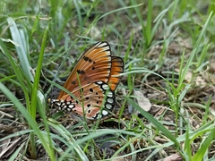Acraea terpsicore