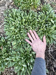 Thlaspi arvense