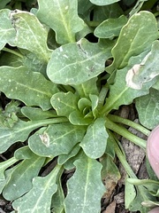 Thlaspi arvense