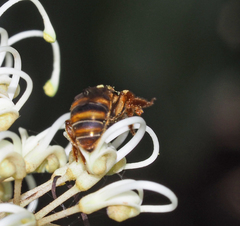 Mellitidia tomentifera
