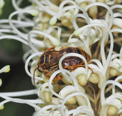 Mellitidia tomentifera