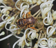 Mellitidia tomentifera