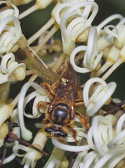 Mellitidia tomentifera