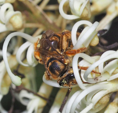 Mellitidia tomentifera