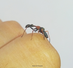 Myrmarachne melanocephala