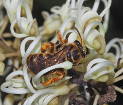 Mellitidia tomentifera