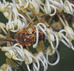 Mellitidia tomentifera