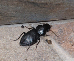 Gnathaphanus philippensis