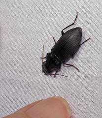 Gnathaphanus philippensis