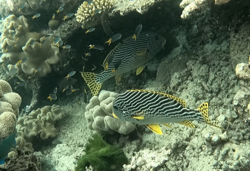 Yellowbanded Sweetlips