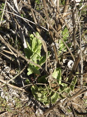 Acourtia microcephala