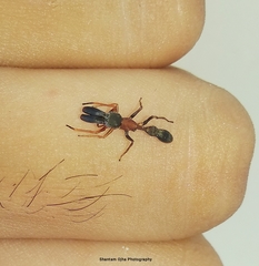 Myrmarachne melanocephala