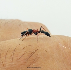 Myrmarachne melanocephala